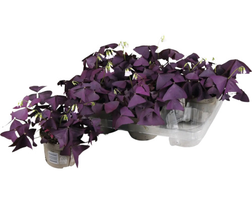 FLORASELF Geluksklaver Oxalis ikigai red potmaat Ø 12 cm H 20 cm