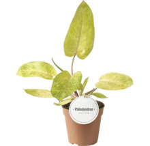 Philodendron kamerplant in bruine pot