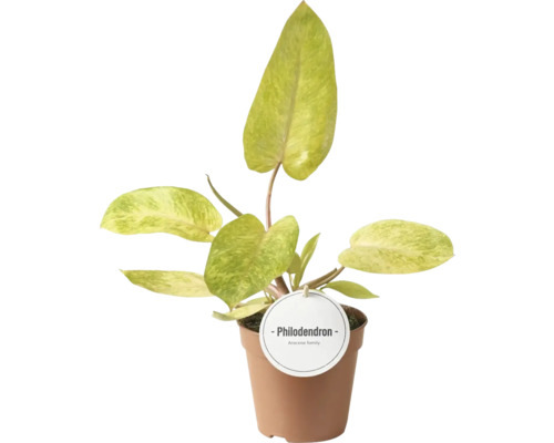 FLORASELF Philodendron Philodendron painted lady potmaat Ø 12 cm H 30 cm