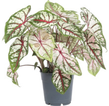 Caladium plant in een pot