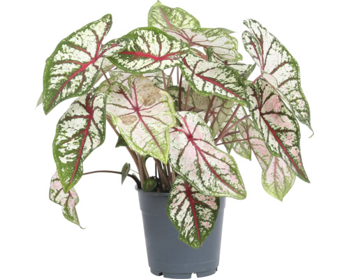 Caladium plant in een pot