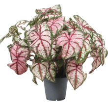 Caladium plant in pot