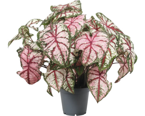 Caladium plant in pot