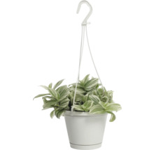 Hangplant met gestreepte bladeren in een pot met ophangsysteem