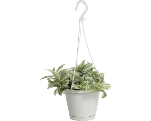 FLORASELF Eendagsbloem Tradescantia white beach potmaat Ø 12 cm H 17 cm