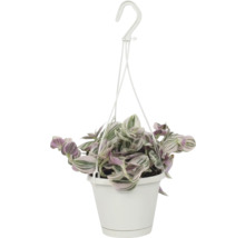 Hangplant met witte pot en haak