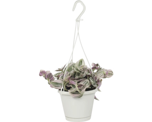 FLORASELF Eendagsbloem Tradescantia lilac potmaat Ø 12 cm H 17 cm