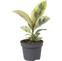 Rubberboom kamerplant in pot