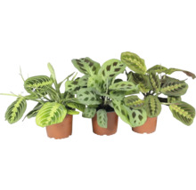 Drie gebedsplanten in potten