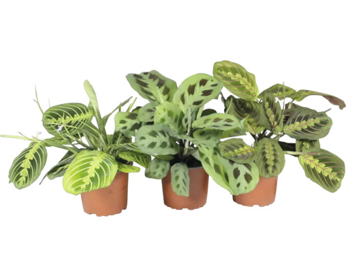 FLORASELF Gebedsplant Maranta Leuconeura Mix potmaat Ø 12 cm H 30 cm Drie gebedsplanten in potten