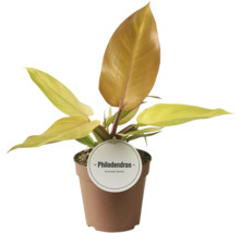 Philodendron plant in pot