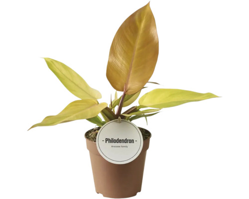 FLORASELF Philodendron Philodendron prince of orange potmaat Ø 12 cm H 30 cm Philodendron plant in pot
