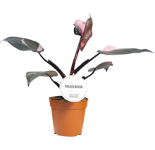 Philodendron kamerplant in een pot