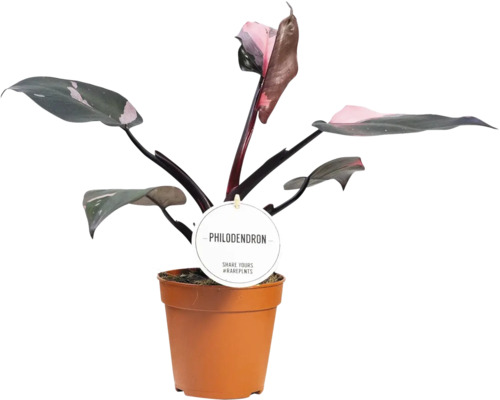 FLORASELF Philodendron Philodendron pink princess potmaat Ø 12 cm H 30 cm