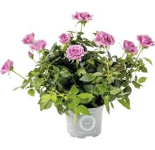 Mini rozenstruik in pot