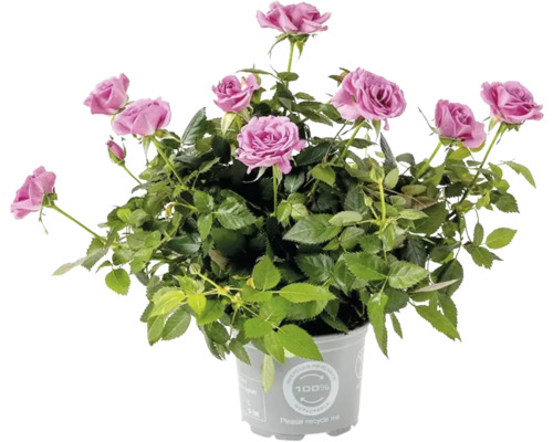 FLORASELF Roos Rosa kordana lila potmaat Ø 10,5 cm H 20-25 cm