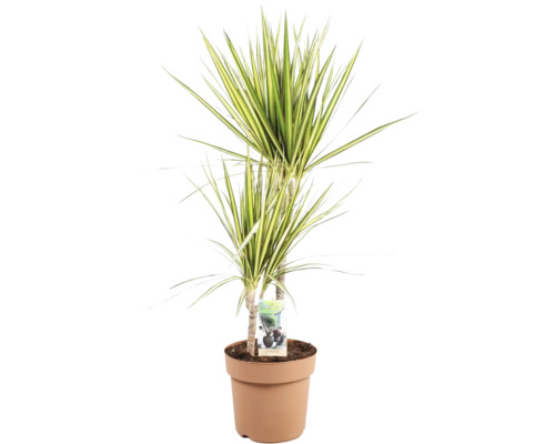 FLORASELF Drakenbloedboom Dracaena sunray potmaat Ø 17 cm H 70 cm