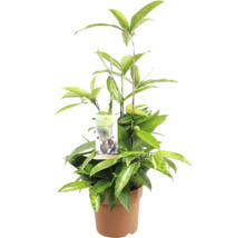 Drakenboom in pot met plantenlabel