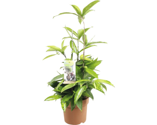 FLORASELF Drakenbloedboom Dracaena surculosa potmaat Ø 17 cm H 60 cm