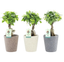 Drie Ficus Ginseng Bonsai planten in potten