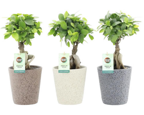 FLORASELF Chinese vijg Ficus ginseng in pot Nature Stone potmaat Ø 13 cm H 30-35 cm FLORASELF Chinese vijg Ficus ginseng in pot Nature Stone potmaat Ø 13 cm H 30-35 cm