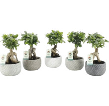 Diverse ginseng bonsai in potten