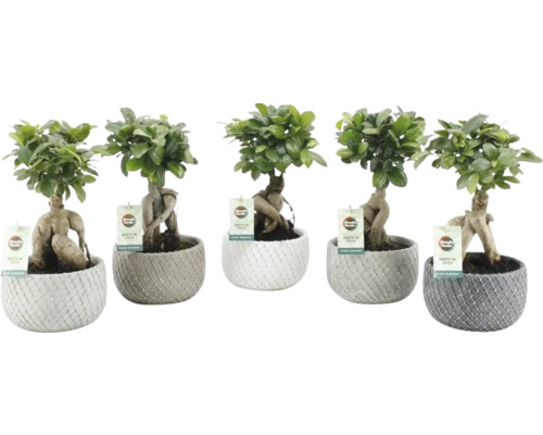FLORASELF Chinese vijg Ficus ginseng in schaal Classic Stone potmaat Ø 16 cm H 30-35 cm FLORASELF Chinese vijg Ficus ginseng in schaal Classic Stone potmaat Ø 16 cm H 30-35 cm