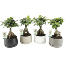 Vier Ficus Ginseng planten in potten