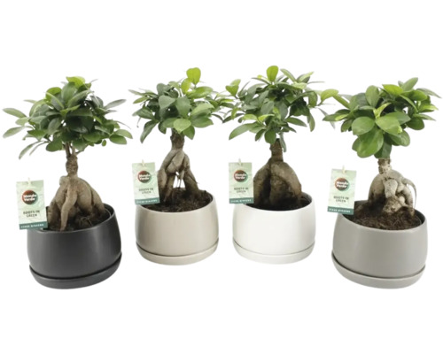 FLORASELF Chinese vijg Ficus ginseng in pot keramiek potmaat Ø 16 cm H 30-35 cm FLORASELF Chinese vijg Ficus ginseng in pot keramiek potmaat Ø 16 cm H 30-35 cm