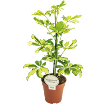 FLORASELF Vingersboom Schefflera charlotte potmaat Ø 13 cm H 45 cm