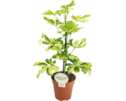 FLORASELF Vingersboom Schefflera charlotte potmaat Ø 13 cm H 45 cm