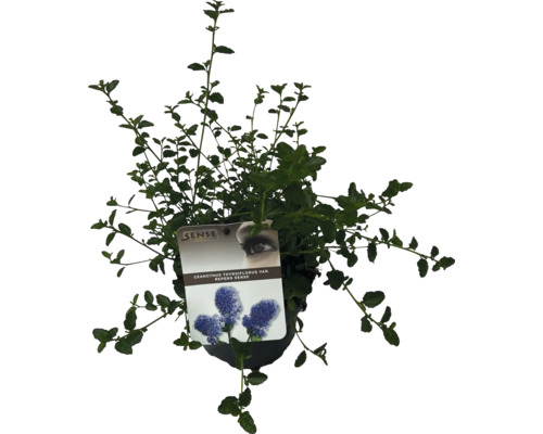 FLORASELF Kruipende herfstsering Ceanothus Repens potmaat Ø 17 cm H 20-30 cm Wintergroene, kruipende Amerikaanse sering in een pot met plantenetiket