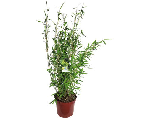 Bamboeplant in pot