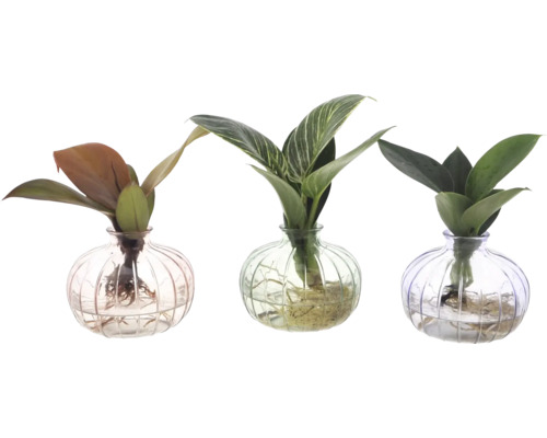 FLORASELF Groenmix op water in glas Nela potmaat Ø 7 cm H 15 cm Drie kamerplanten in glazen vazen