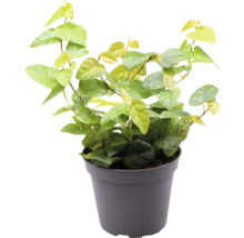 Klimvijg in pot