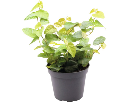 Klimvijg in pot