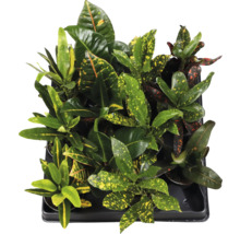 Tray met Croton kamerplanten met gekleurde bladeren