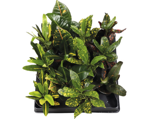 FLORASELF Wonderstruik Croton Mix potmaat Ø 6 cm H 12 cm Tray met Croton kamerplanten met gekleurde bladeren