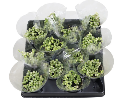 FLORASELF Kruiskruid Senecio herr variegata potmaat Ø 6 cm H 12 cm