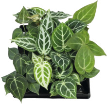 Anthurium kamerplant met hartvormige bladeren