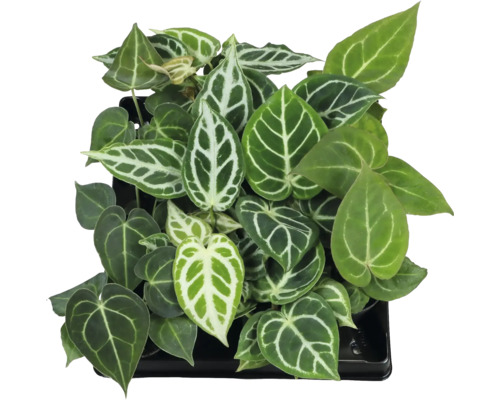 FLORASELF Flamingoplant Anthurium Bladmix potmaat Ø 6 cm H 12 cm Anthurium kamerplant met hartvormige bladeren