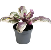 Basilicum plant in pot