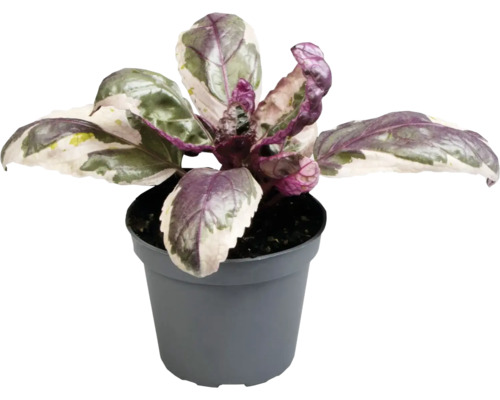 Basilicum plant in pot