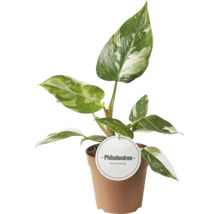 Philodendron kamerplant in pot