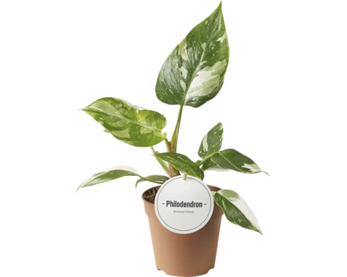 FLORASELF Philodendron Philodendron white princess potmaat Ø 12 cm H 30 cm Philodendron kamerplant in pot