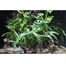 Scene met verschillende plantensoorten