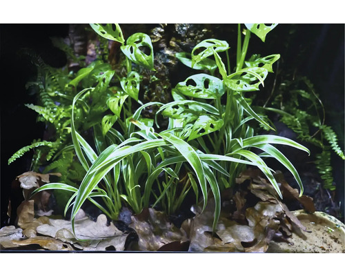 Scene met verschillende plantensoorten