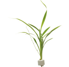 Groene waterplant voor aquaria