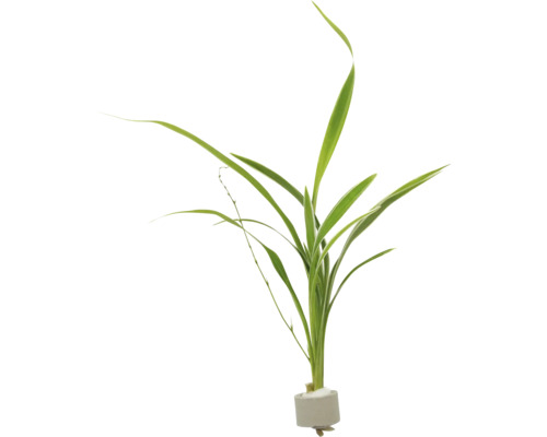 Groene waterplant voor aquaria