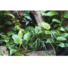 Close-up van een terrariumbeplanting met verschillende plantsoorten